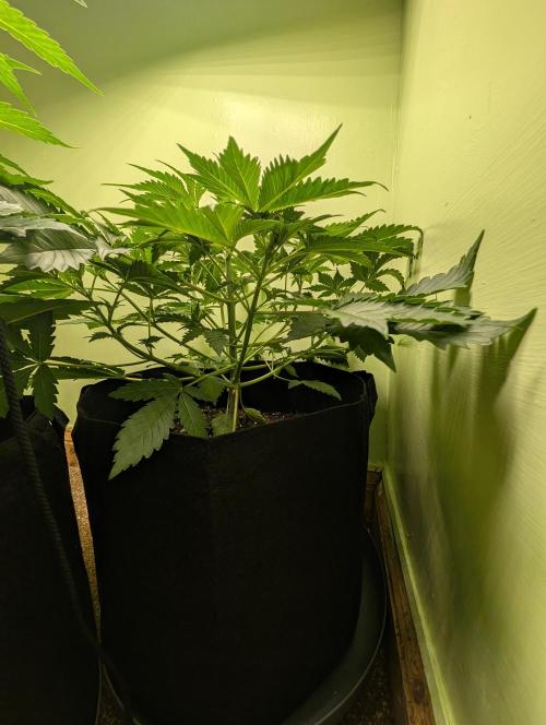 Just Let It Grow.... Week 5