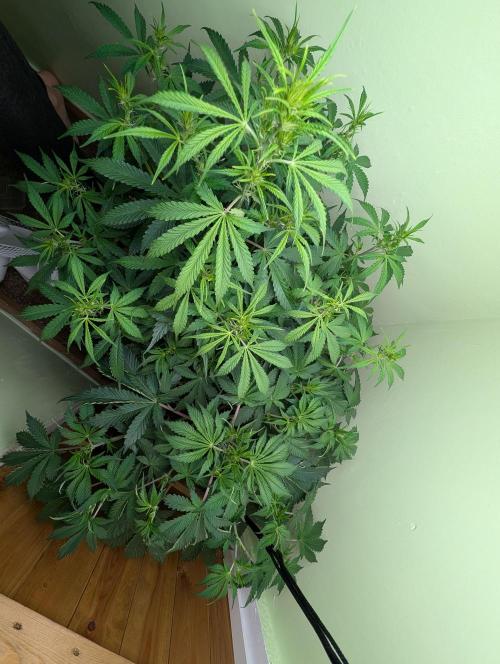 GG4 & OG Kush Auto. Week 6