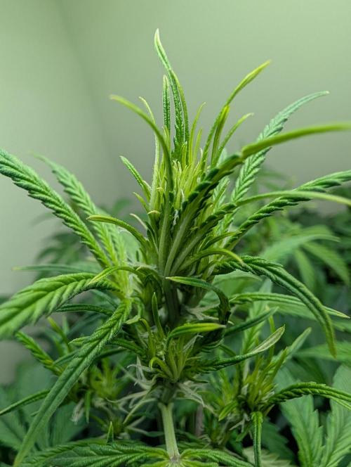 GG4 & OG Kush Auto. Week 6