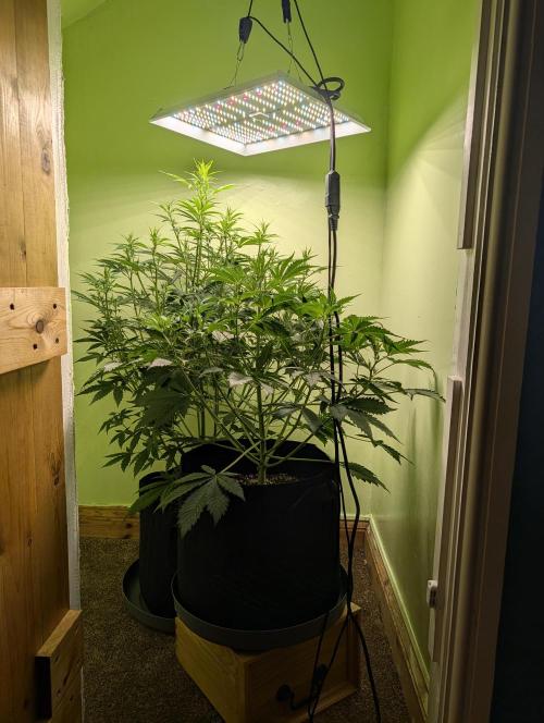 GG4 & OG Kush Auto. Week 6