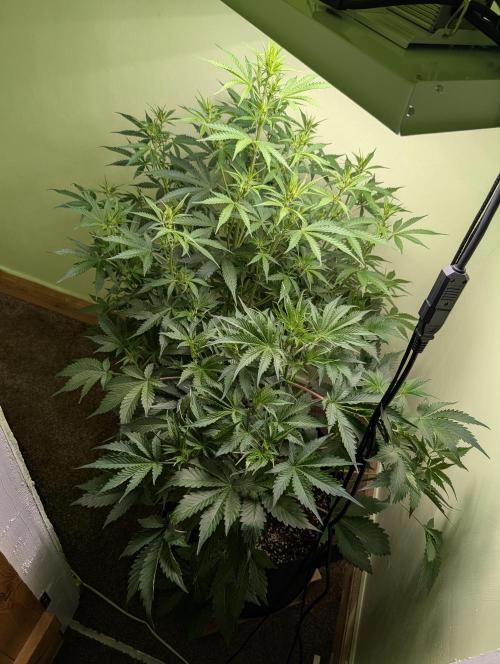 GG4 & OG Kush Auto. Week 6