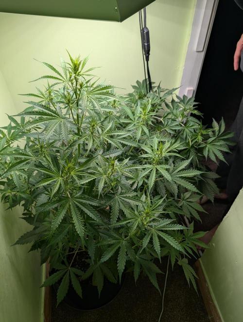GG4 & OG Kush Auto. Week 6