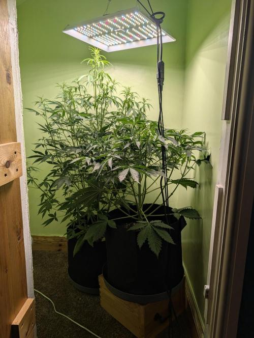 GG4 & OG Kush Auto. Week 6
