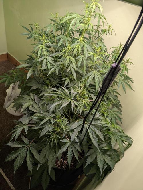 GG4 & OG Kush Auto. Week 6
