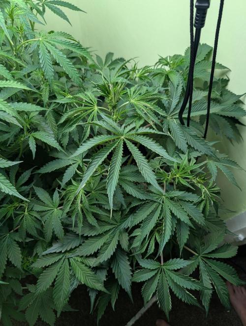 GG4 & OG Kush Auto. Week 6