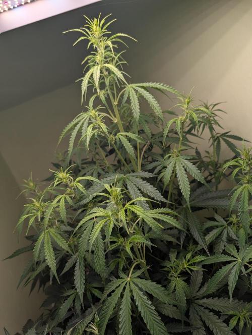 GG4 & OG Kush Auto. Week 6