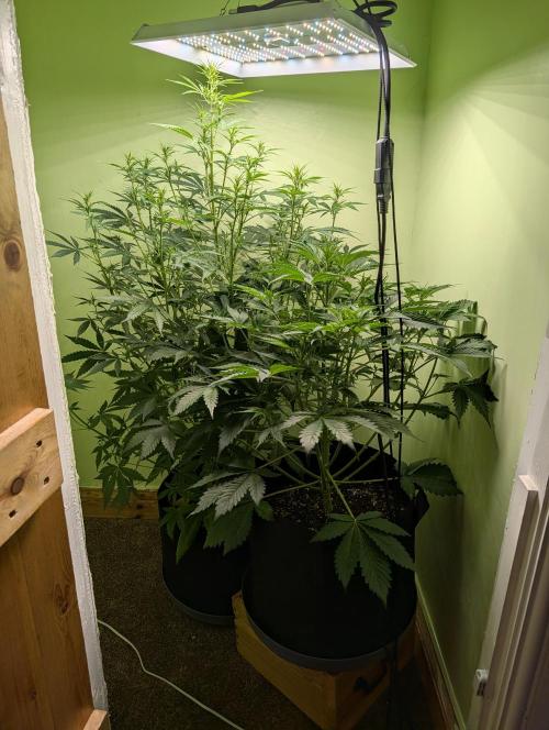 GG4 & OG Kush Auto. Week 6