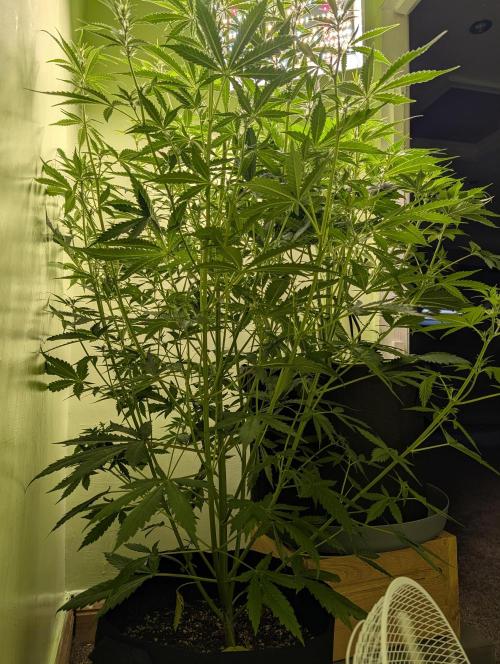 GG4 & OG Kush Auto. Week 6