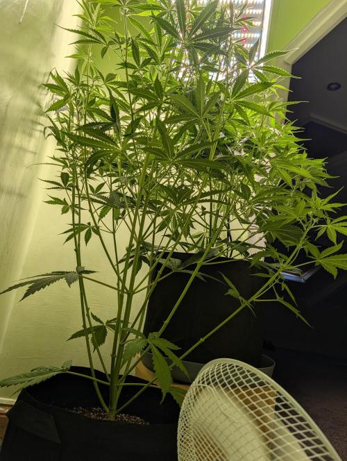 GG4 & OG Kush Auto. Week 6
