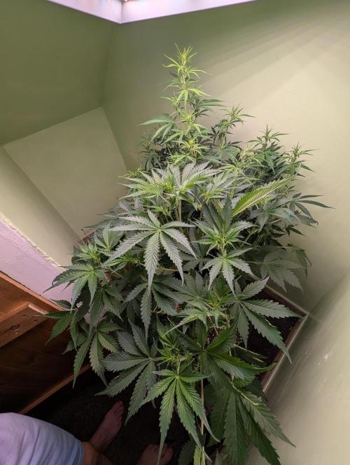 GG4 & OG Kush Auto. Week 6