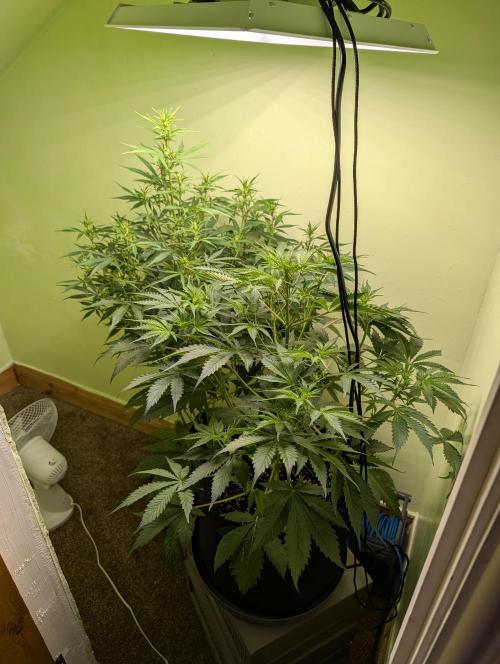 GG4 & OG Kush Auto. Week 6