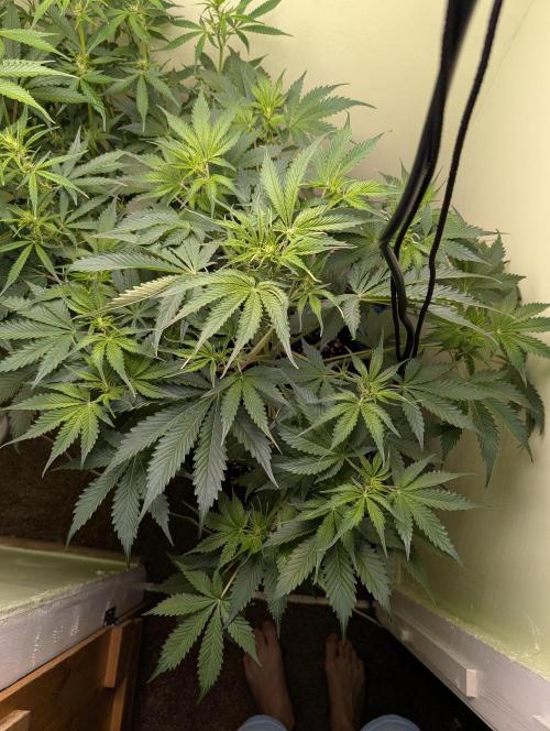 GG4 & OG Kush Auto. Week 6