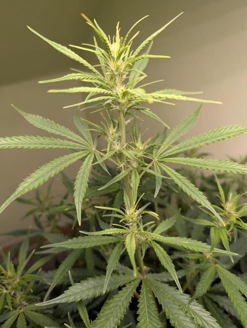 GG4 & OG Kush Auto. Week 6