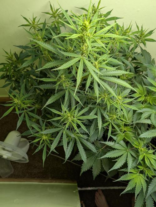 GG4 & OG Kush Auto. Week 6