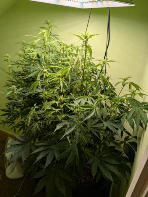 GG4 & OG Kush Auto. Week 7