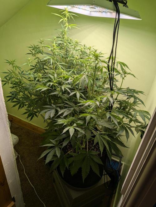GG4 & OG Kush Auto. Week 7