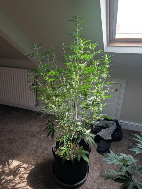 GG4 & OG Kush Auto. Week 7
