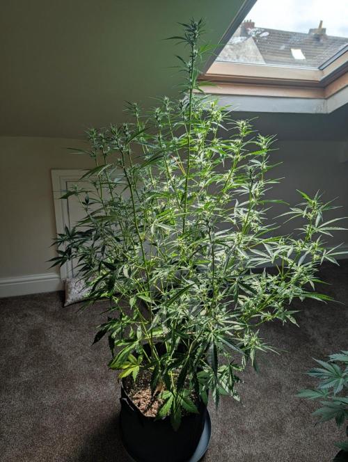 GG4 & OG Kush Auto. Week 7