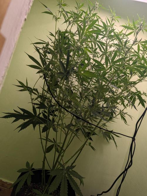 GG4 & OG Kush Auto. Week 7