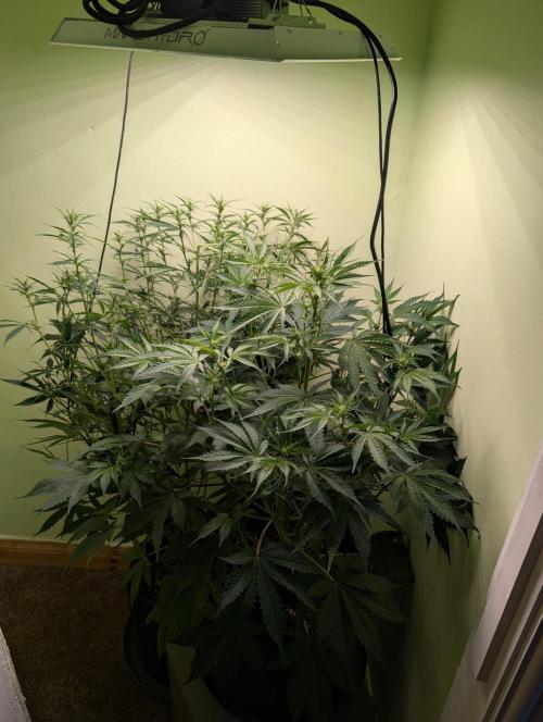 GG4 & OG Kush Auto. Week 7