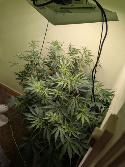 GG4 & OG Kush Auto. Week 7