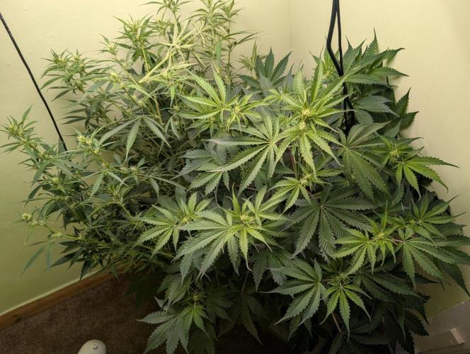 GG4 & OG Kush Auto. Week 7