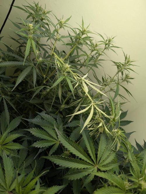 GG4 & OG Kush Auto. Week 7
