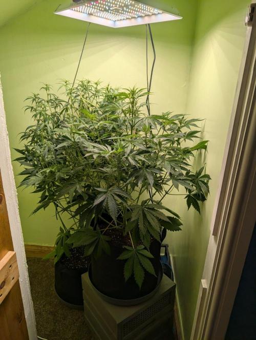 GG4 & OG Kush Auto. Week 7