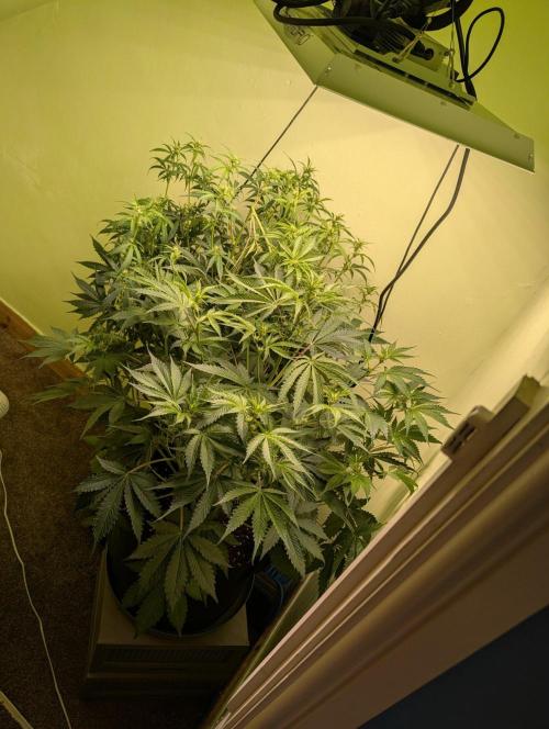 GG4 & OG Kush Auto. Week 7