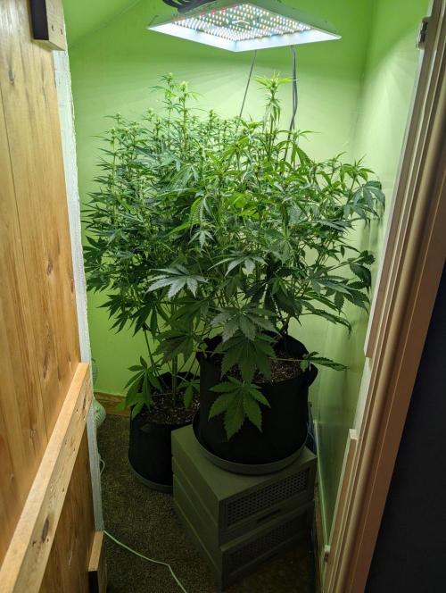 GG4 & OG Kush Auto. Week 7