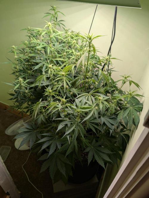 GG4 & OG Kush Auto. Week 7