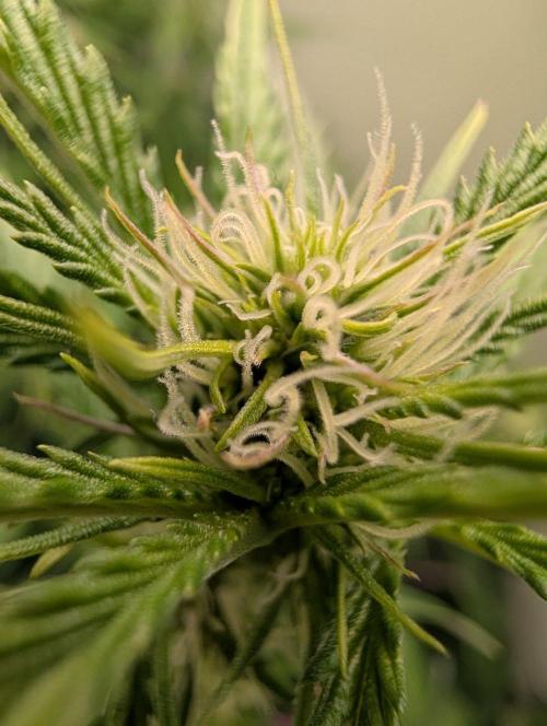 GG4 & OG Kush Auto. Week 7
