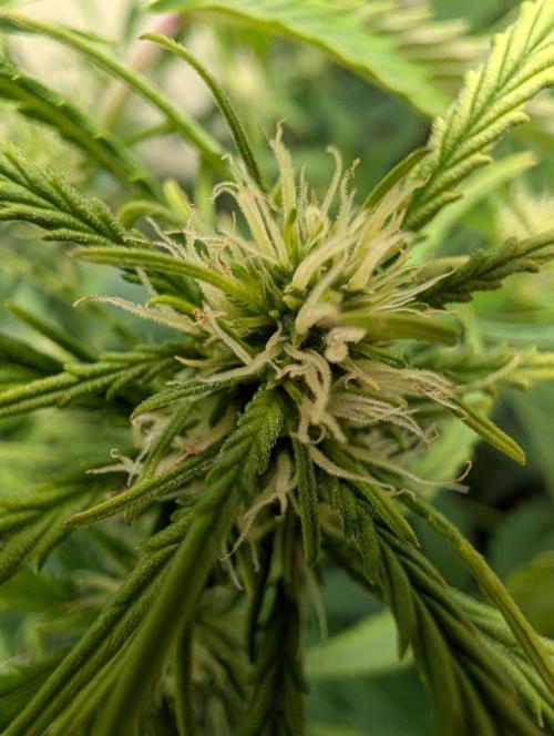 GG4 & OG Kush Auto. Week 7