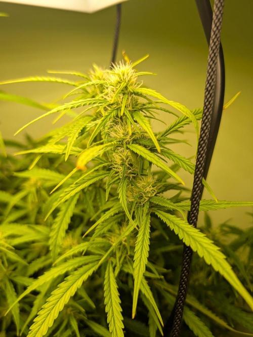 GG4 & OG Kush Auto. Week 7