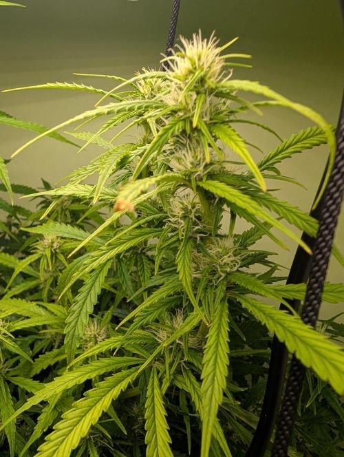 GG4 & OG Kush Auto. Week 7