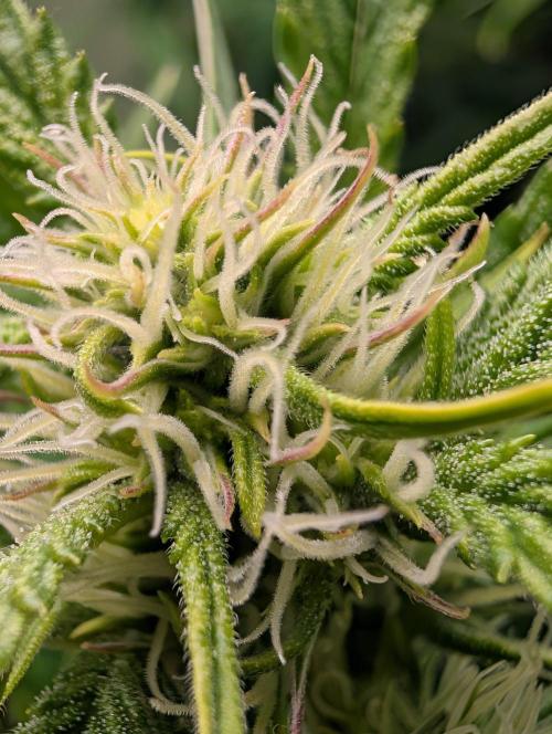 GG4 & OG Kush Auto. Week 7