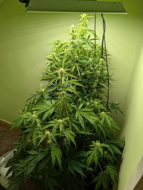 GG4 & OG Kush Auto. Week 7