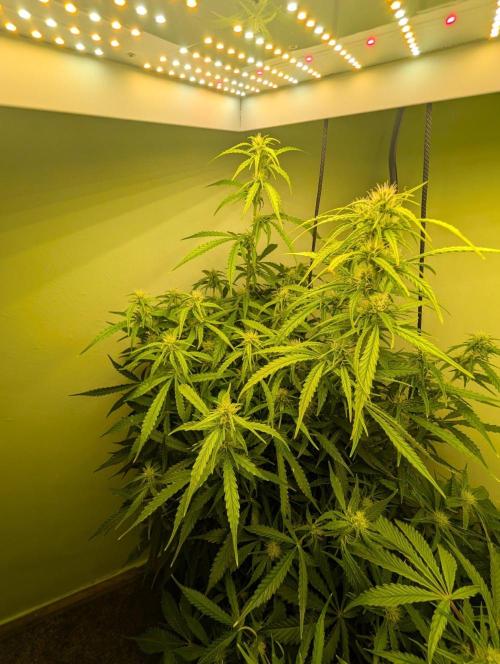 GG4 & OG Kush Auto. Week 7
