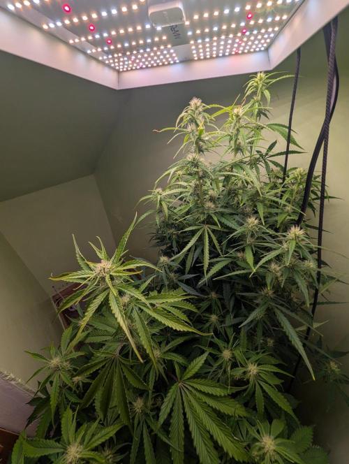 GG4 & OG Kush Auto. Week 7