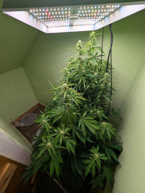 GG4 & OG Kush Auto. Week 7