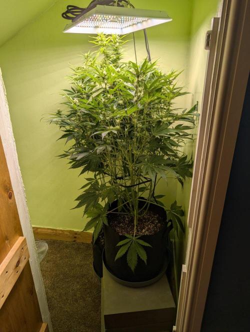 GG4 & OG Kush Auto. Week 8