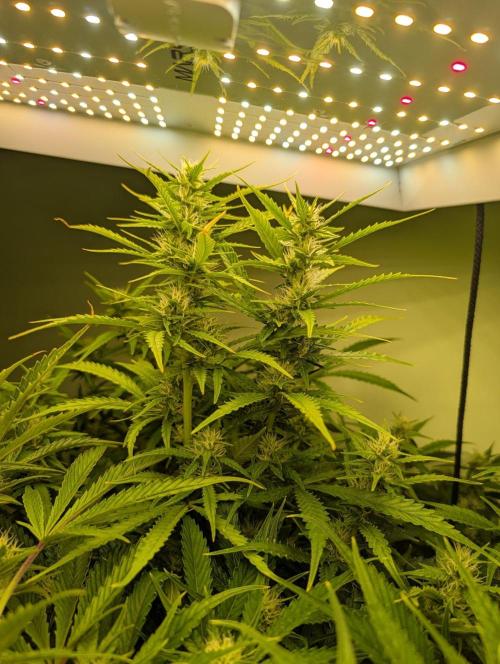 GG4 & OG Kush Auto. Week 8