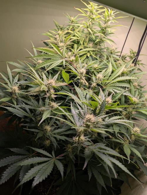 GG4 & OG Kush Auto. Week 8