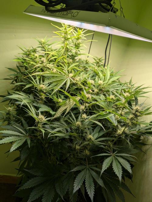 GG4 & OG Kush Auto. Week 8