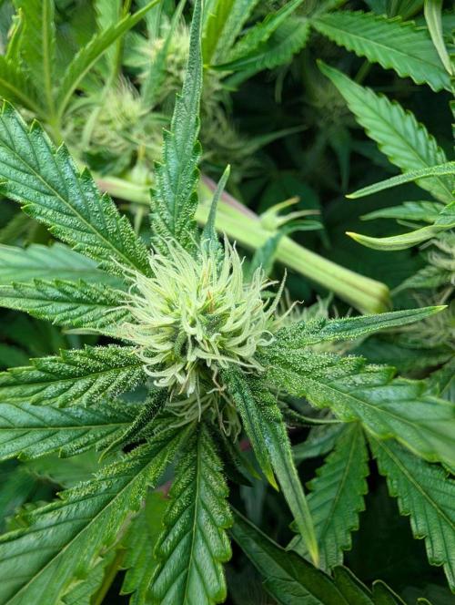 GG4 & OG Kush Auto. Week 8