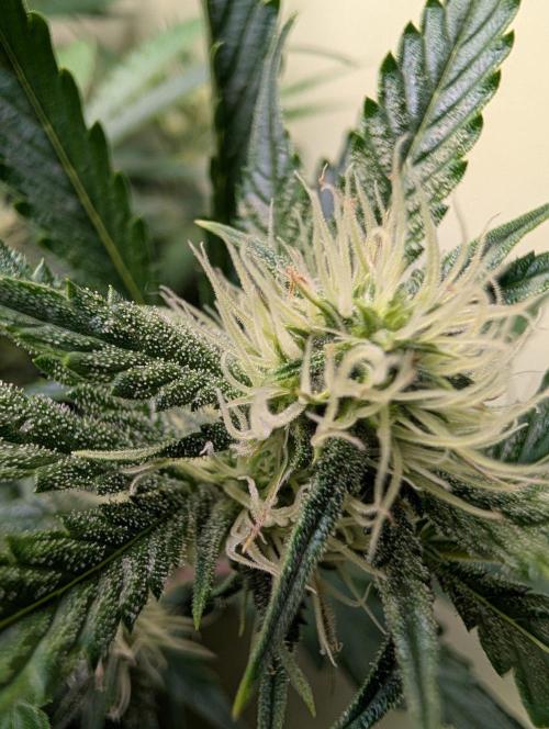 GG4 & OG Kush Auto. Week 8