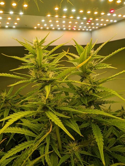 GG4 & OG Kush Auto. Week 8
