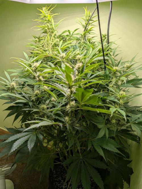 GG4 & OG Kush Auto. Week 8