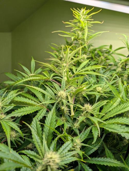 GG4 & OG Kush Auto. Week 8