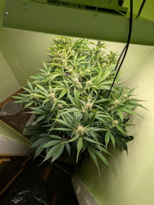 GG4 & OG Kush Auto. Week 8